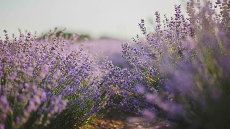 Guía de plantas aromáticas