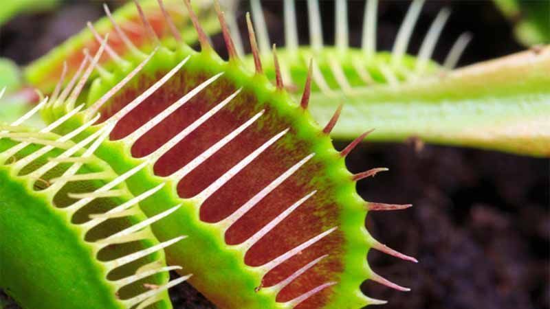 Guía de plantas carnívoras