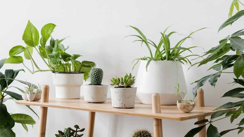 Guía de plantas de interior