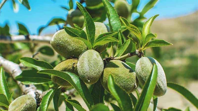 Guía de poda del almendro