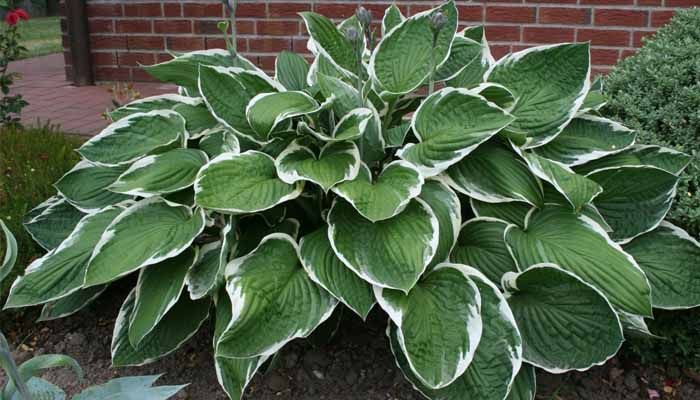 Guía de cuidados de hostas