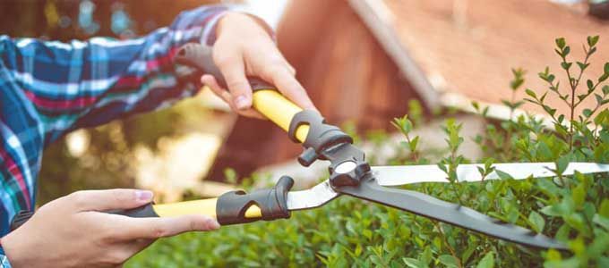 Guía de poda de plantas