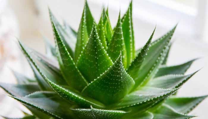 Guía de usos de Aloe Vera