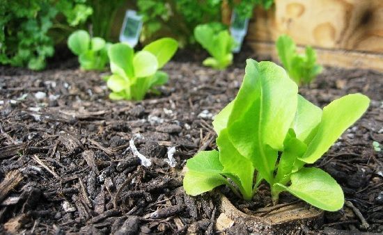 Guía completa del abonado de la lechuga