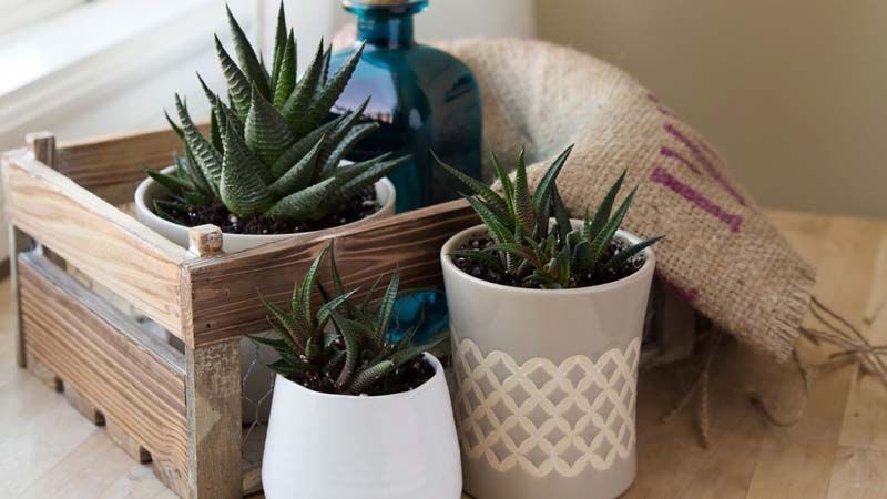 Haworthia fasciata en maceta