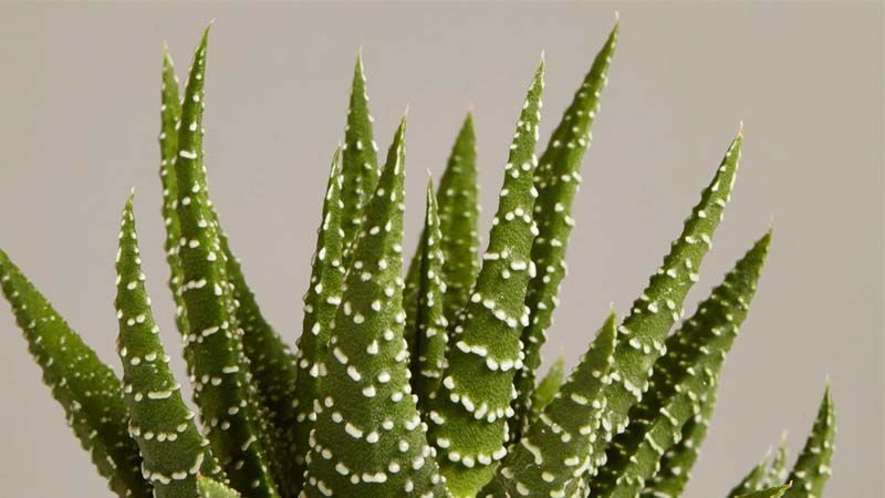 Haworthia fasciata