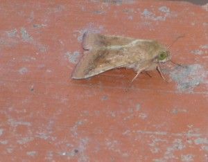 Heliothis armígera enfermedades del maíz