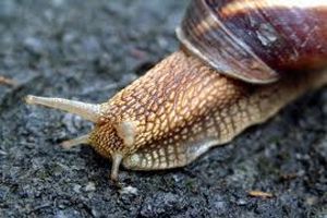 Helix spp. Helix spp.