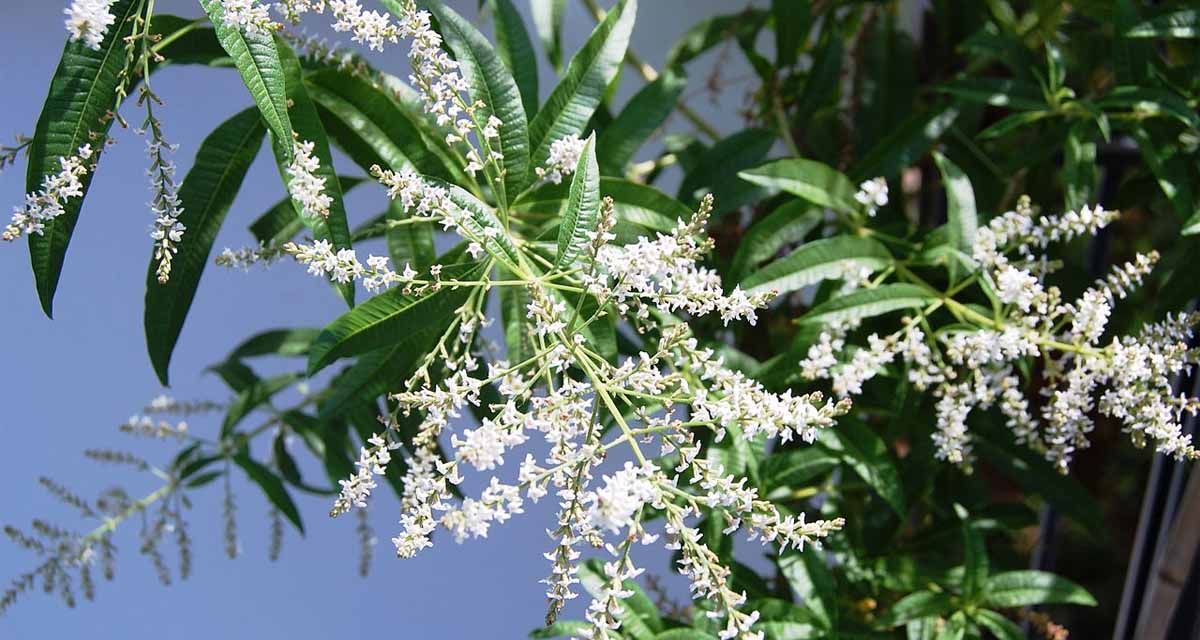 Hierba Luisa Aloysia triphylla