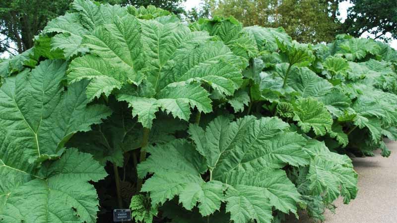 Hojas de Gunnera manicata