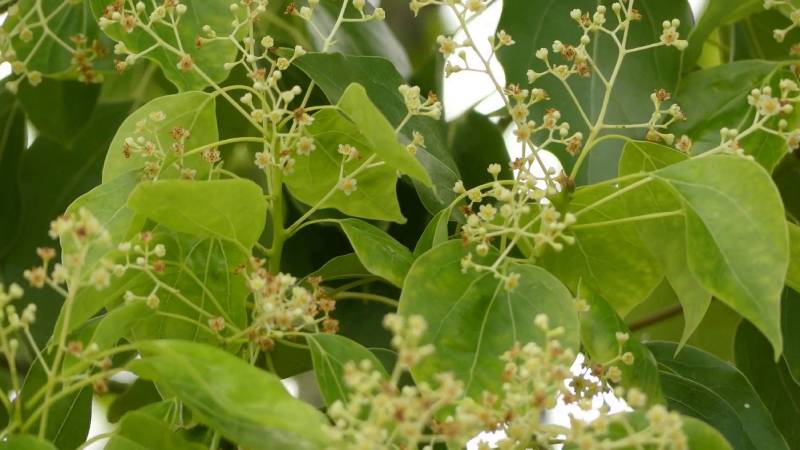 Hojas del alcanforero