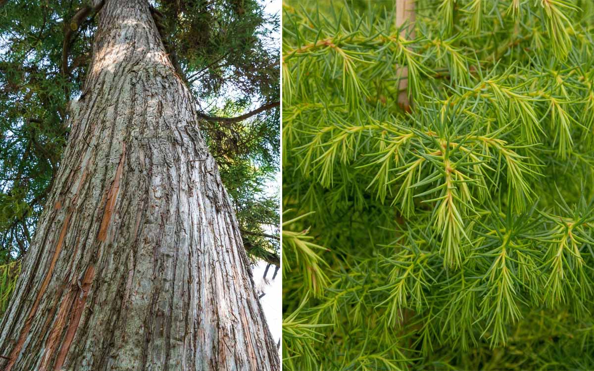 Hojas y tronco Cryptomeria japonica