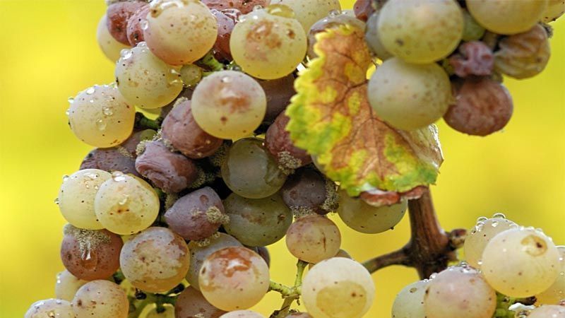 Hongo Botrytis cinerea