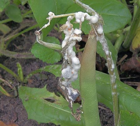 Hongo Sclerotinia en planta Hongo Sclerotinia en planta