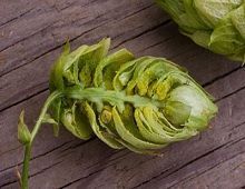Humulus lupulus o lúpulo