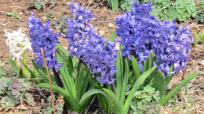 Hyacinthus orientalis