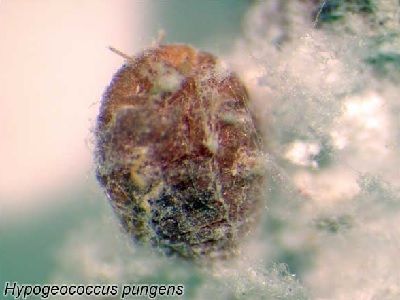 Hypogeococcus pungens cochinillas Hypogeococcus pungens cochinillas