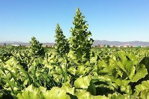 Lechuga espigada cultivo de la lechuga