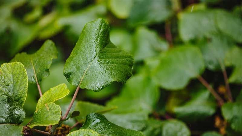 Importancia nitrógeno plantas