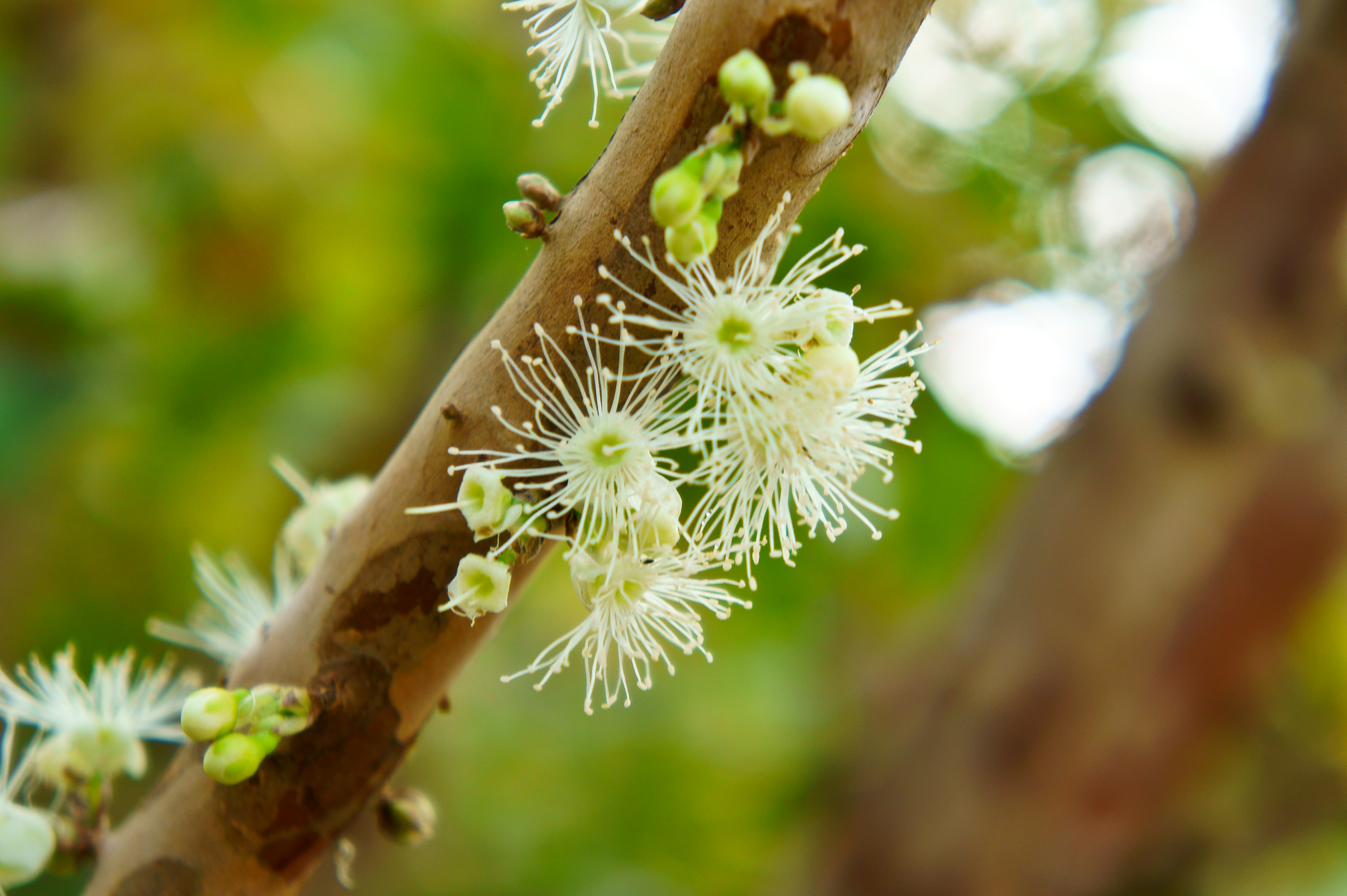 flor de jabuticaba