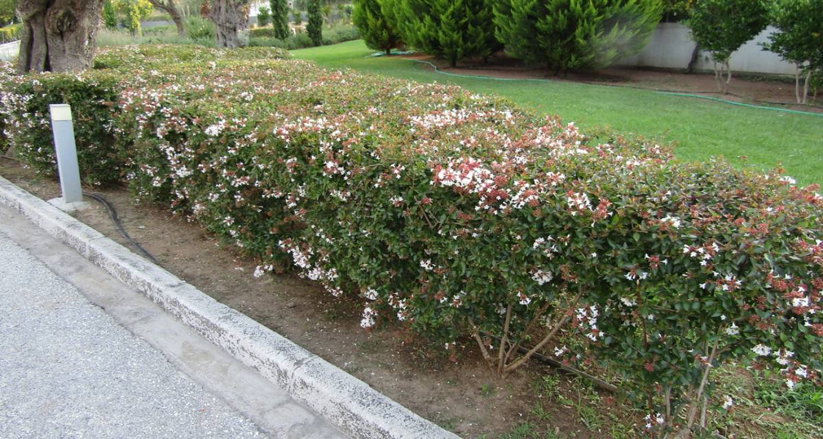 Jardín Abelia floribunda