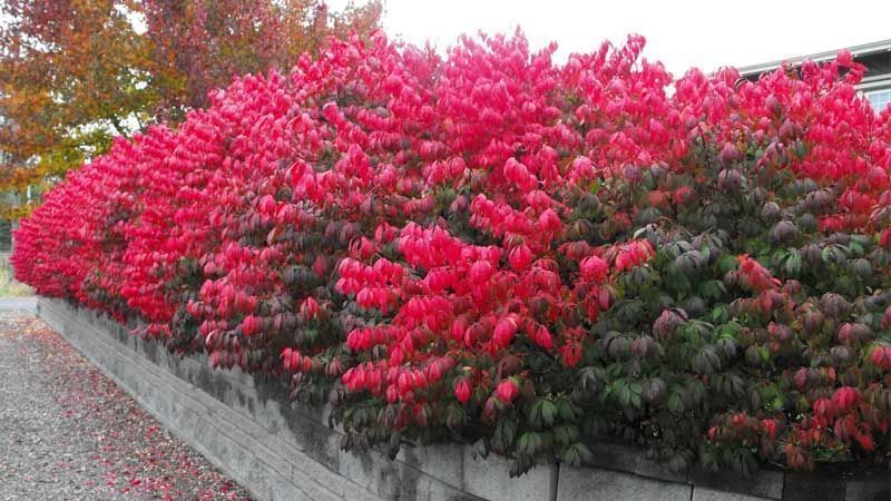 Jardín bonetero alado