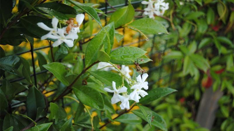Jazmín estrellado enredadera de flor