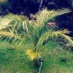 Juania australis Tipos de palmeras