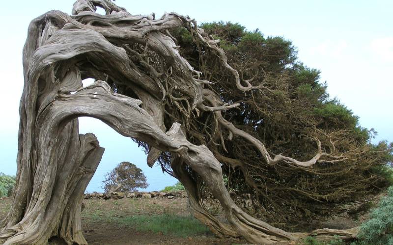 Juniperus phoenicea viento