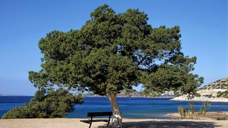Juniperus phoenicea