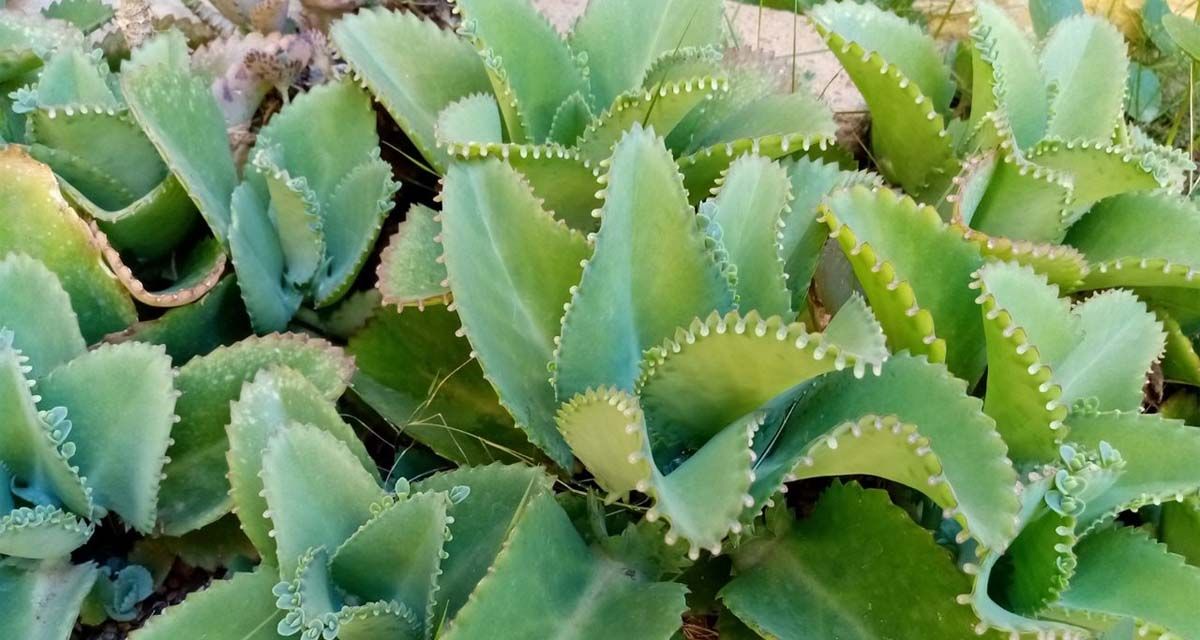 Kalanchoe daigremontiana