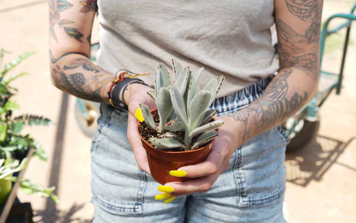 Kalanchoe tomentosa cuidado en macetas