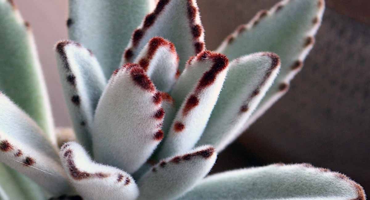 Kalanchoe tomentosa