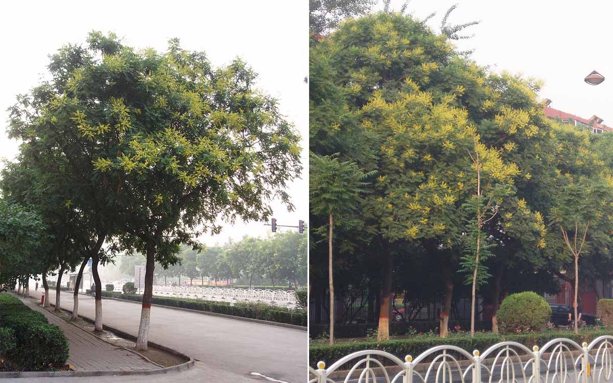 Koelreuteria paniculata ciudad