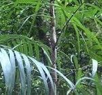 Korthalsia echinometra Tipos de palmeras