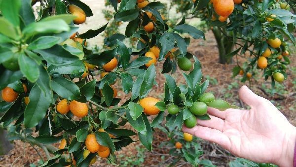 Kumquat variedad Nagami