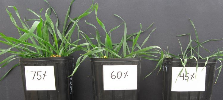 La rizodeposición de las plantas