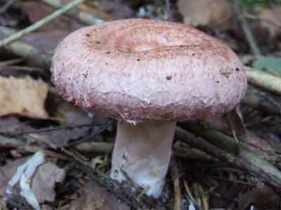 Lactarius torminosus setas venenosas Lactarius torminosus setas venenosas