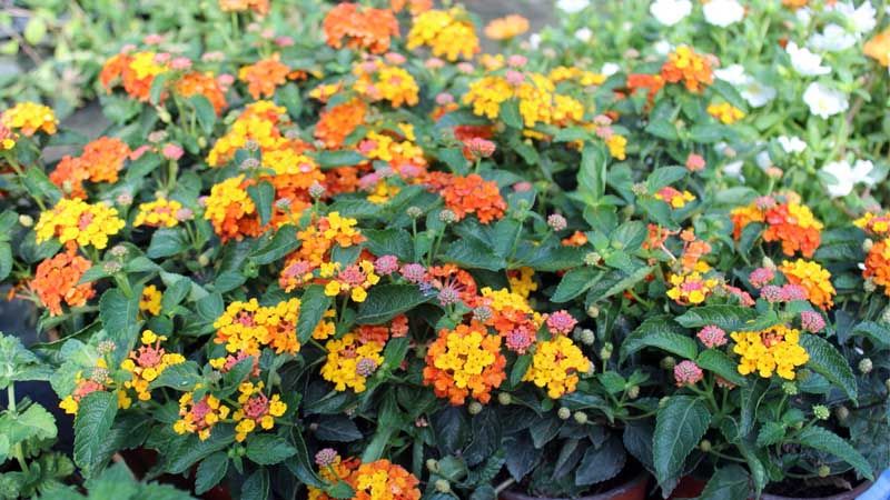 Lantana camara