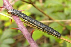 Laphygma exigua Laphygma exigua