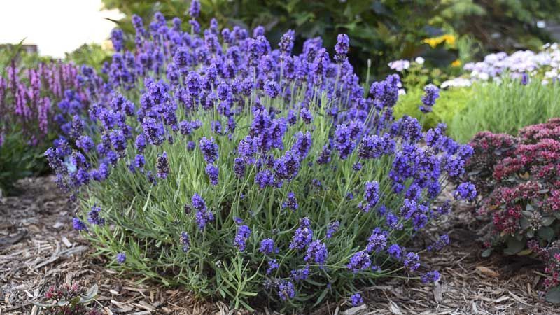 Lavanda en jardín