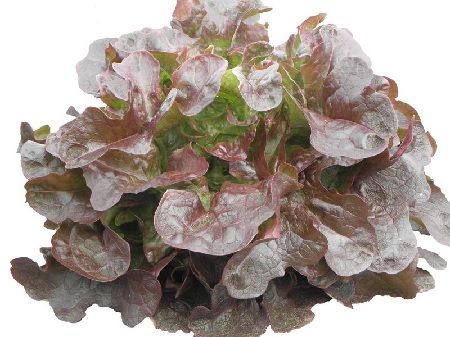 Lechuga hoja de roble