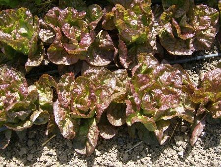 Lechuga maravilla 4 estaciones