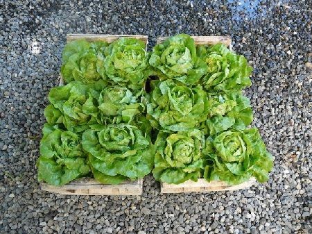 Lechuga reina de mayo