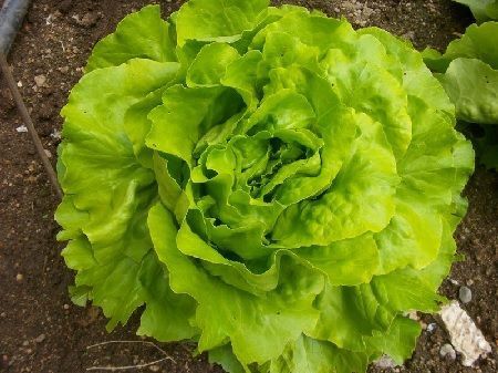 Lechuga tipo trocadero