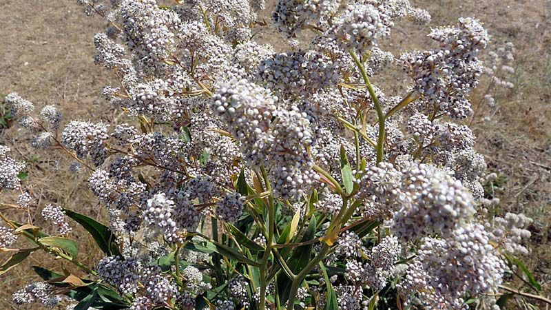 Lepidium latifolium