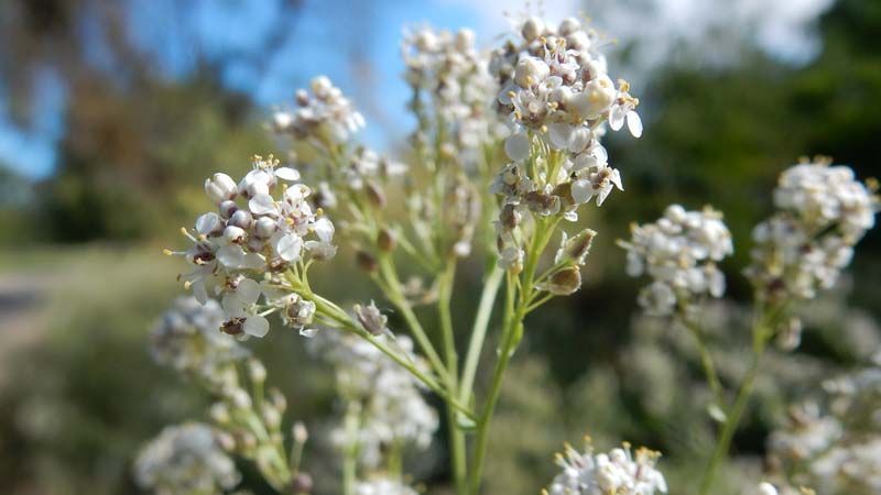 flor de lepidium latifolium