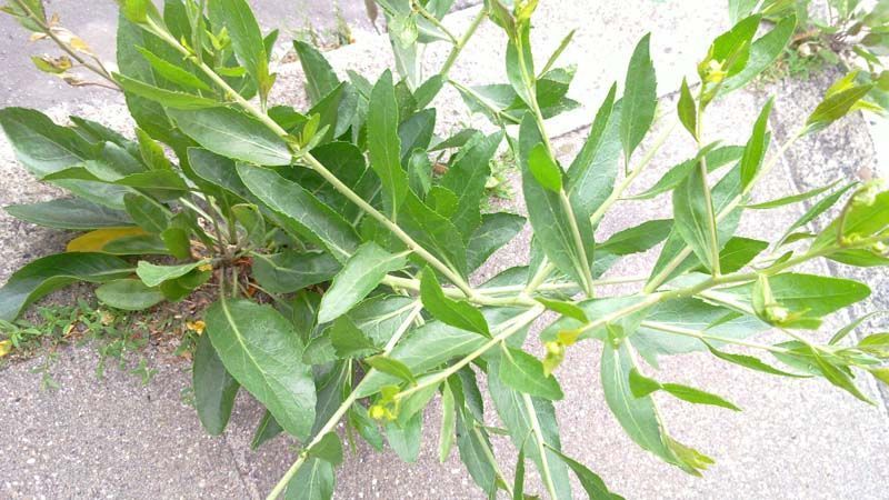 planta rompepiedras