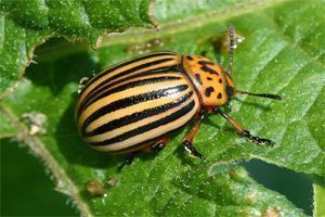 Leptinotarsa decemlineata Leptinotarsa decemlineata