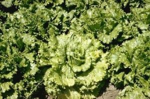Virus del mosaico de la lechuga enfermedades de las plantas